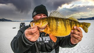 Ice Fishing the BIGGEST PERCH In North America [upl. by Buroker]