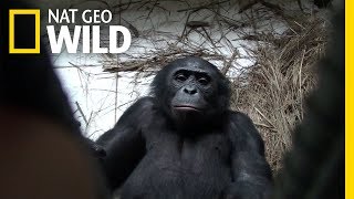 Bonobo Apes Express Empathy Willingly Help Strangers  Nat Geo Wild [upl. by Hakon654]