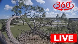 Southwest Florida Eagle Cam  360 [upl. by Oesile]