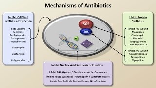 Mechanisms and Classification of Antibiotics Antibiotics  Lecture 3 [upl. by Ahsital]