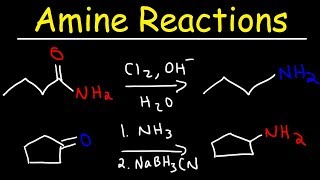 Amine Synthesis Reactions [upl. by Ileak]