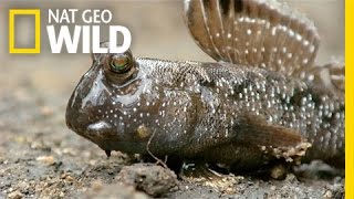 A Mudskipper Battle  South Africa [upl. by Onailil]