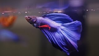 HOW TO Care for Betta Fish [upl. by Adlemi843]