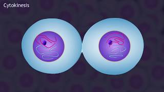 Mitosis and the Cell Cycle Animation [upl. by Nitnelav]