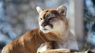 10 Minutes Of Cougar Sounds [upl. by Berkie]