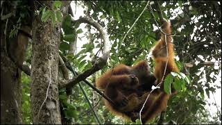 WILD Life DOCUMENTARY Orangutans [upl. by Ayn398]