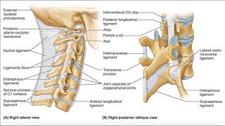 Major Ligaments of the Cervical Spine [upl. by Htnicayh]