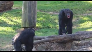 Chimpanzee sounds  Common Chimpanzee Pan troglodytes making Chimp noises [upl. by Feldstein]