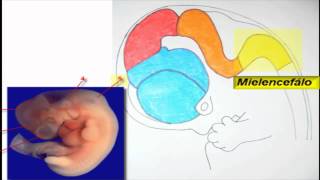 Embriologia SNC [upl. by Merilee]