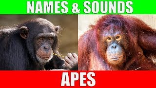 APES for Kids  Learning Ape Names and Sounds for Children [upl. by Altheta]