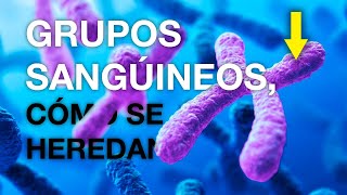 ¿CÓMO SE HEREDAN LOS GRUPOS SANGUINEOS [upl. by Hullda619]