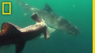 Tiger Shark vs Hammerhead Shark  National Geographic [upl. by Camden]