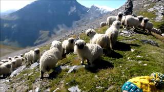 Meet the Valais blacknose sheep [upl. by Sakhuja494]