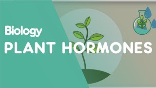 Plant Hormones Tropisms  Plants  Biology  FuseSchool [upl. by Amin]