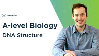 DNA Structure  Alevel Biology  OCR AQA Edexcel [upl. by Hendrix]