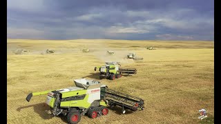 BIG TIME Colorado Wheat Harvest 12 Claas Lexion Combines [upl. by Silvia]