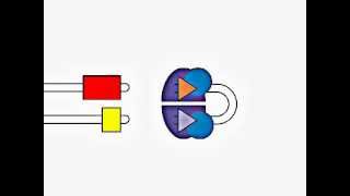 VDJ Gene Recombination [upl. by Mirilla]