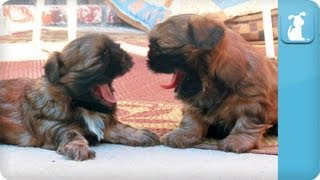 Puppy Love  ShihTzu [upl. by Yejus]