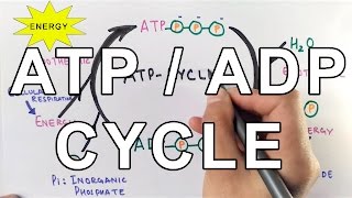 Mechanism of ATPADP Cycle [upl. by Notsgnik]