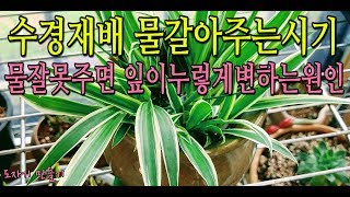 나비란 수경재배하기와 주의할점Planting Hydroponics [upl. by Anitnahs]