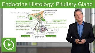 Endocrine Histology Pituitary Gland – Histology  Lecturio [upl. by Werd951]