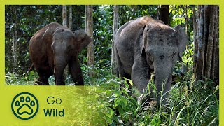 Borneos Pygmy Elephants  Go Wild [upl. by Aslam]