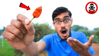 Eating Worlds Hottest Chilly CAROLINA REAPER Challenge🥵  Jolochip इसी मिर्च से बनती है [upl. by Krasner]