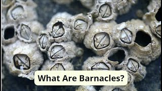 What Are Barnacles [upl. by Etteragram]