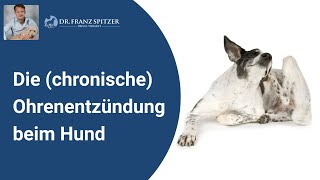 Die chronische Ohrenentzündung beim Hund   das Tor zum TierarztMarathon [upl. by Annoyk]