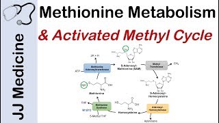 Methionine Metabolism and Activated Methyl Cycle  Pathway and Purpose [upl. by Seavir933]