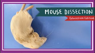 Mouse Dissection  Of Mice and Men EDU [upl. by Namyl]