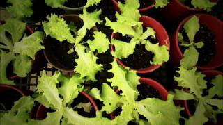 Curing Diabetes with Lettuce [upl. by Denoting]