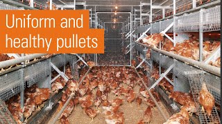 Efficient egg production in laying aviaries  NATURA rearing [upl. by Aivuy]