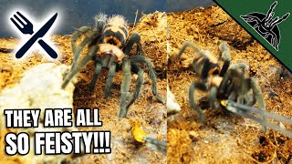 FEEDING ALL Dwarf Tarantulas [upl. by Essirahc]