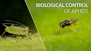 Biological control of aphids  Aphelinus abdominalis [upl. by Lledal]