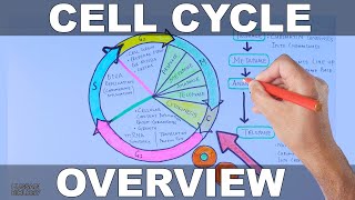 Cell Cycle  Overview [upl. by Htebizile]