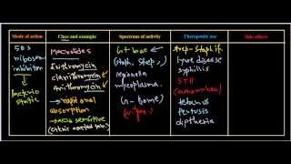 Macrolides antibiotics [upl. by Zelde]