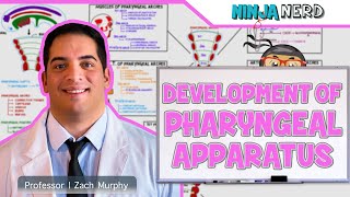 Embryology  Development of Pharyngeal Apparatus [upl. by Etnohc]