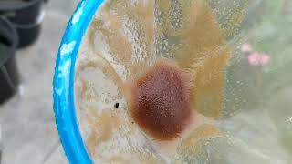 How to culture daphnia moina in a small container Part 1 English Subtitle [upl. by Caren]