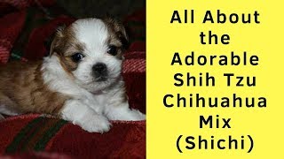 All About the Adorable Shih Tzu Chihuahua Mix Shichi [upl. by Rhyne]