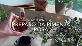 Aroeira e o preparo da pimenta rosa [upl. by Bonnie]