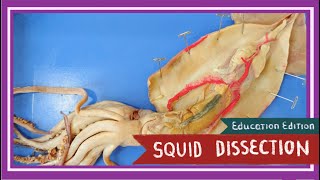 Squid Dissection  Pen amp Ink EDU [upl. by Kiker94]