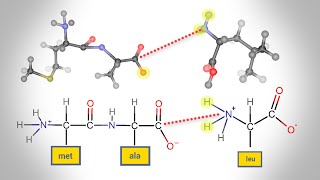 Peptide Bond Formation  Animation [upl. by Kenon]