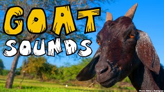 GOAT SOUND 25 Different Goat Noises Animal Sounds [upl. by Drofwarc]