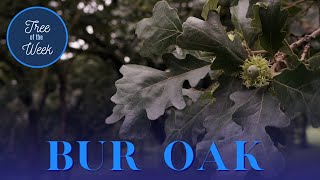 Tree of the Week Bur Oak [upl. by Jobe]