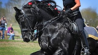 A Memorial Tribute of KFPS Friesian Stallion Alert 475 Sport [upl. by Esilana737]