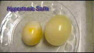 Egg Osmosis Hypertonic vs Hypotonic Solution [upl. by Nnylkcaj]