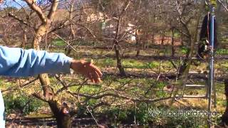 Pruning  Apricot Trees [upl. by Carmina876]