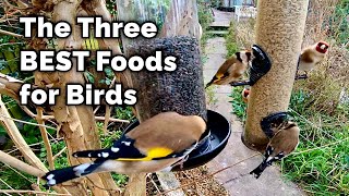 The BEST Food for Attracting Birds to Your Garden [upl. by Oliric681]