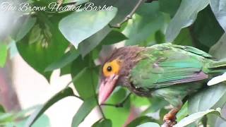 Brownheaded Barbet [upl. by Evelunn497]